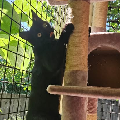 Black cat climbing in a secure enclosed catio at Portland cat boarding