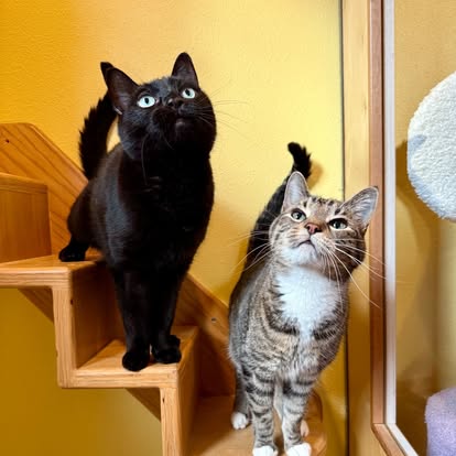 Bonded cats on enrichment wall stairs