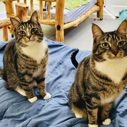 Bonded family cats boarding together in Portland at Cats in the City