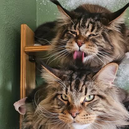 Cats in private boarding room