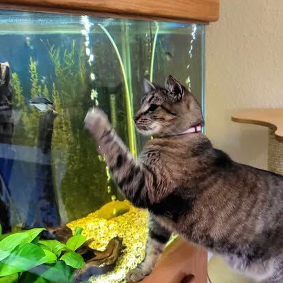 Cat enjoying enrichment playtime in a private Cats in the City room