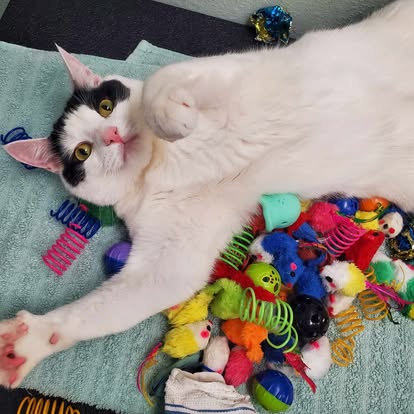 Cat comfortably relaxing in boarding environment