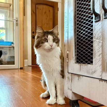 Confident cat in a private window suite at Portland cat boarding facility