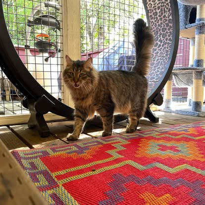 Secure common catio enrichment space for boarding cats to rotate at Cats in the City Portland