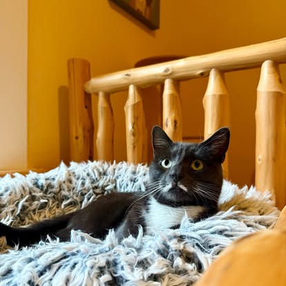 Private suite with cozy cat bed at Cats in the City