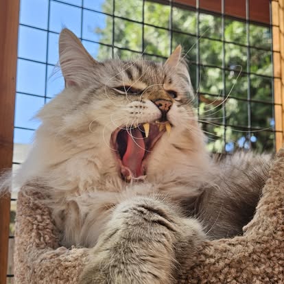 Cat boarding rates for Sellwood location at Cats in the City