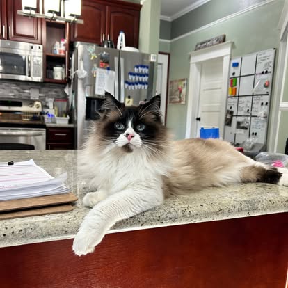 Cat lounging in medical-aware boarding environment