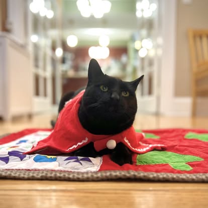 Medical monitoring room for cat boarding at Cats in the City