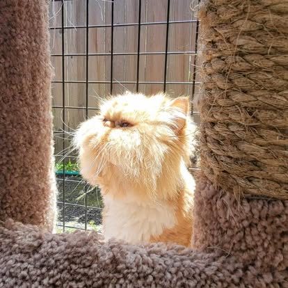 Persian cat on perch in boarding retreat