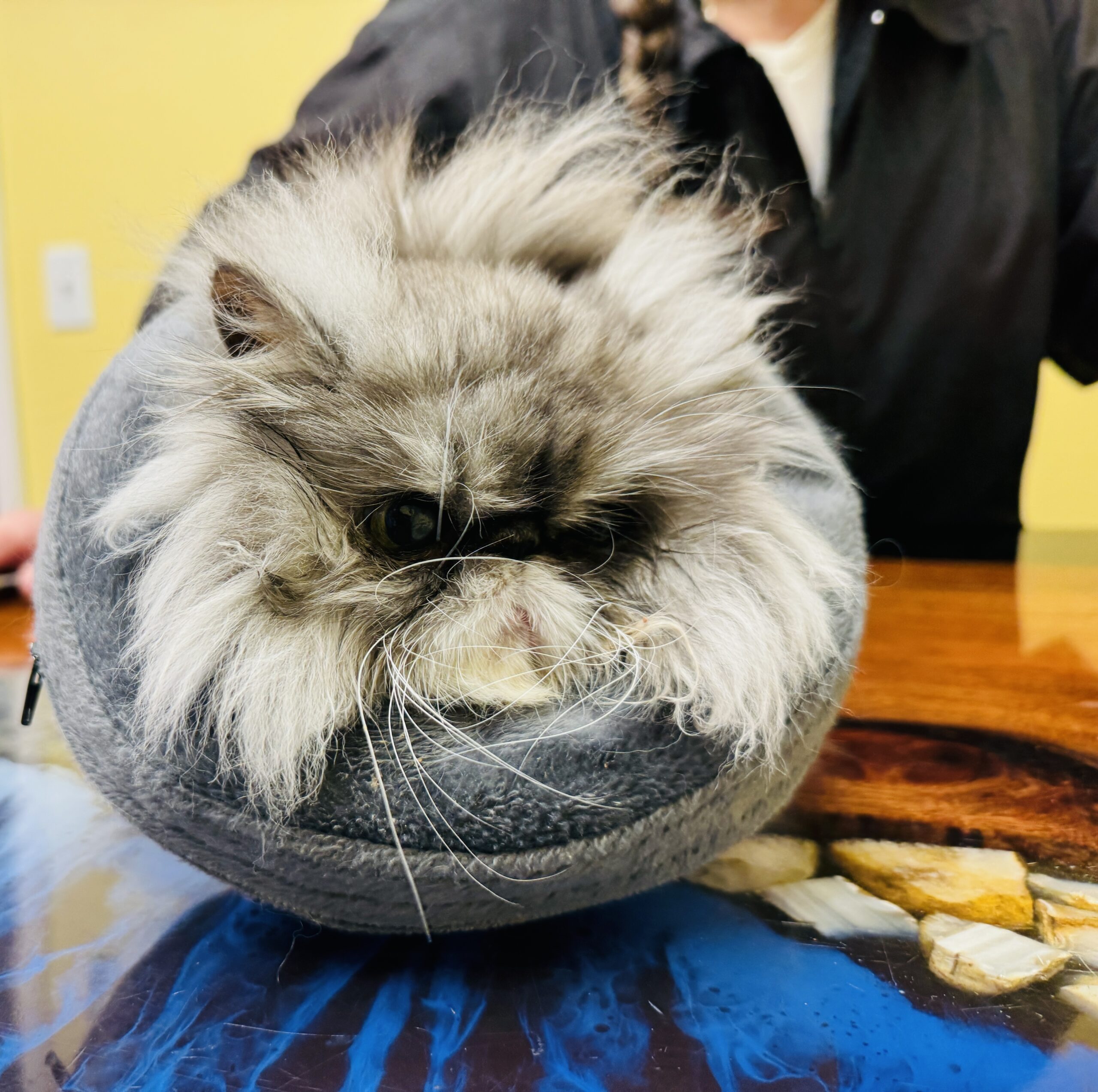Cat with pain-sensitive handling needs receiving comfort-focused support during grooming care