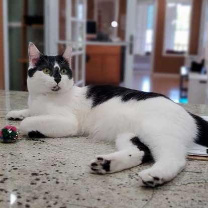 Relaxed cat lounging on the floor in a calm studio bedroom at Cats in the City Portland cat boarding, Tabor location
