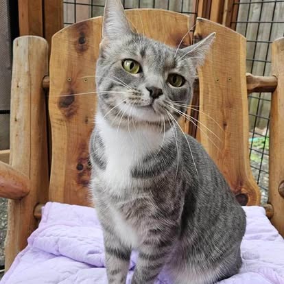 Senior cat in comfort-first boarding space