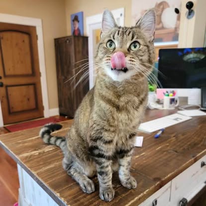 Tabby cat on an elevated perch in a private Portland cat boarding retreat