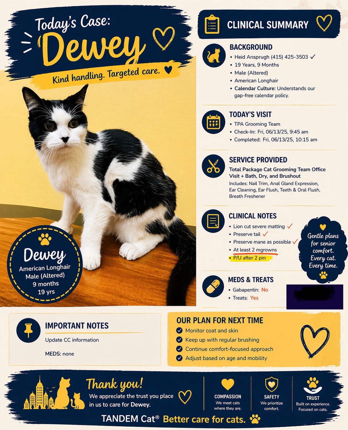 Dewey senior cat grooming case study showing severe matting relief and comfort focused TANDEM Cat care