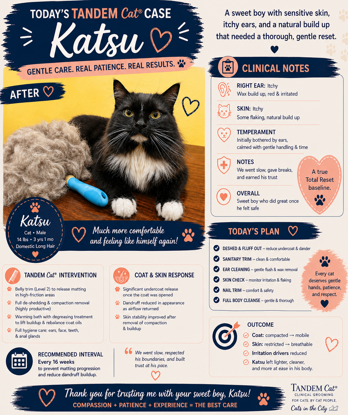 Katsu cat grooming case study showing sensitive skin itchy ears dandruff and coat compaction reset