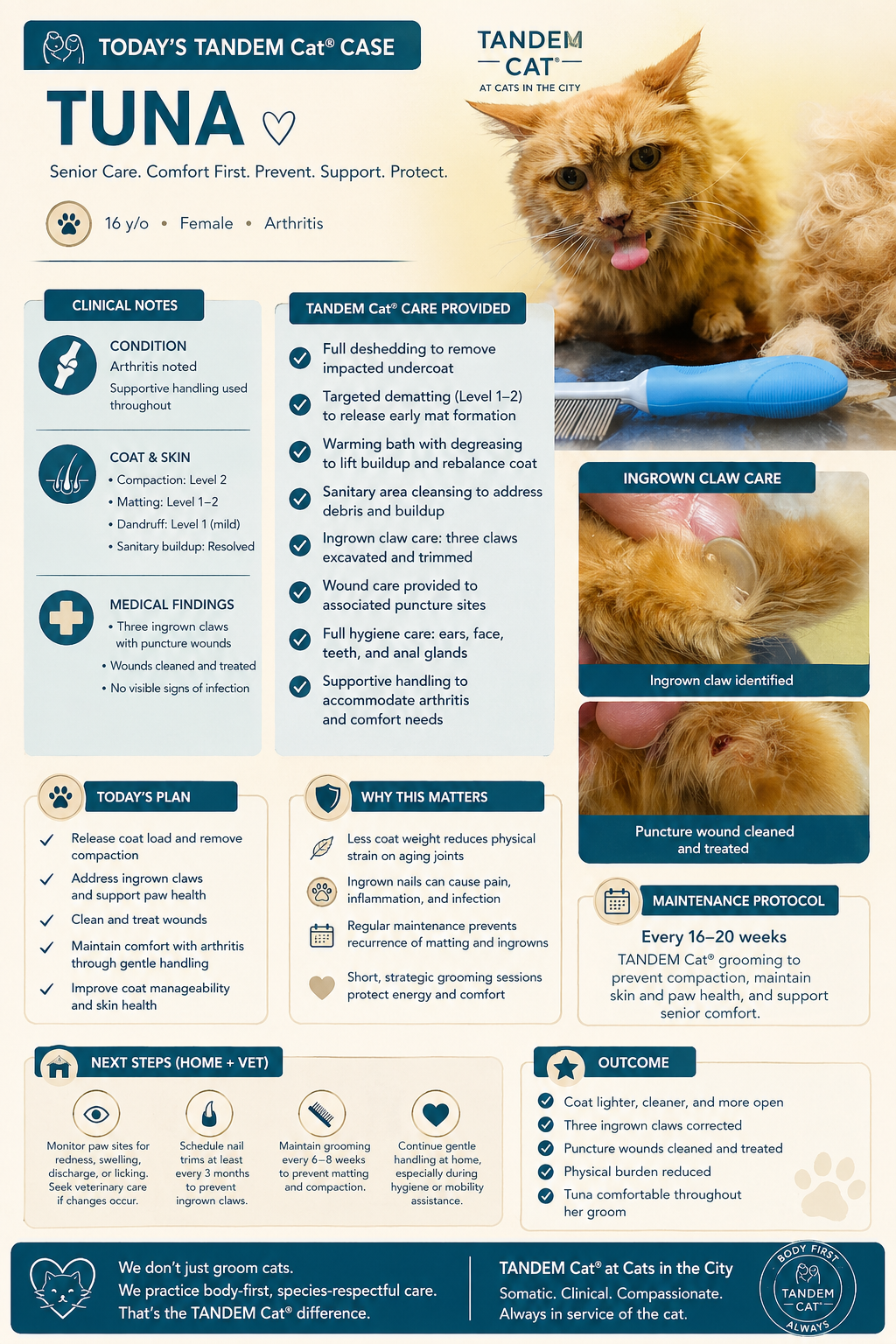 Tuna senior cat grooming case study showing arthritis support ingrown claw care and TANDEM Cat grooming plan