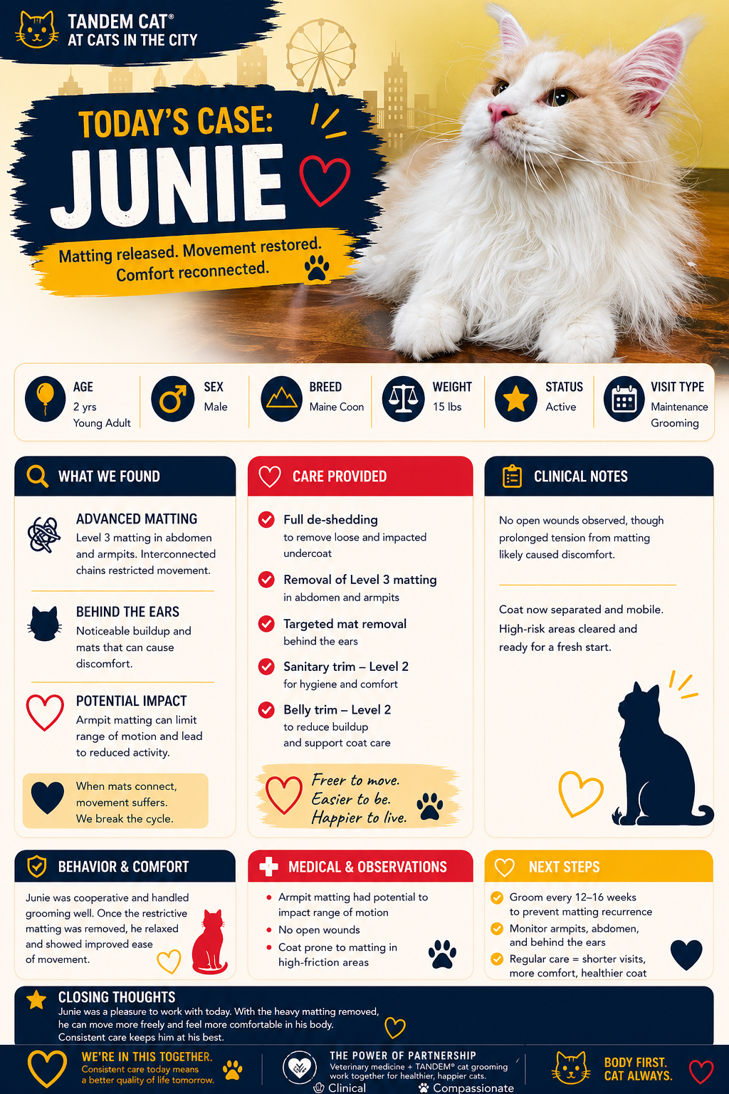 Junie Maine Coon cat grooming case study showing Level 3 matting release and restored movement