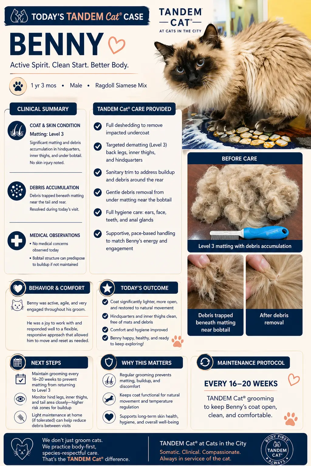 Cat before and after severe matting removal