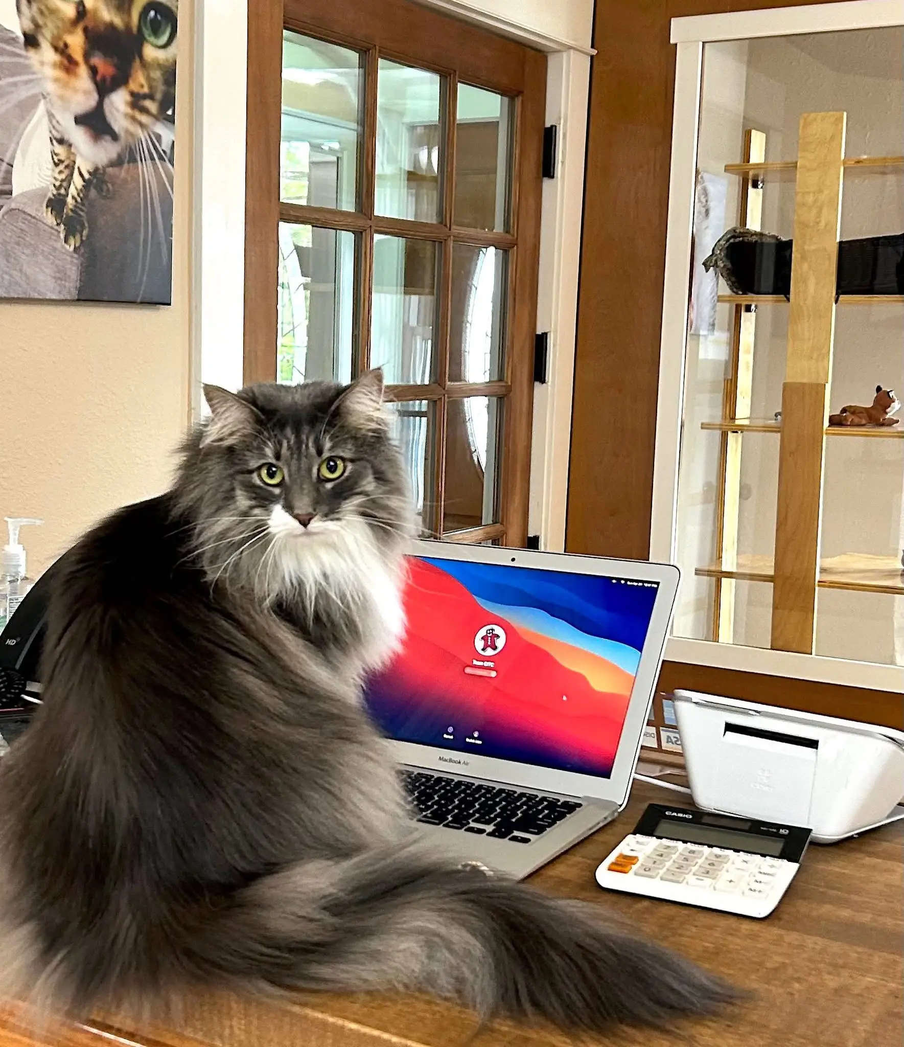 Long-haired cat near a laptop