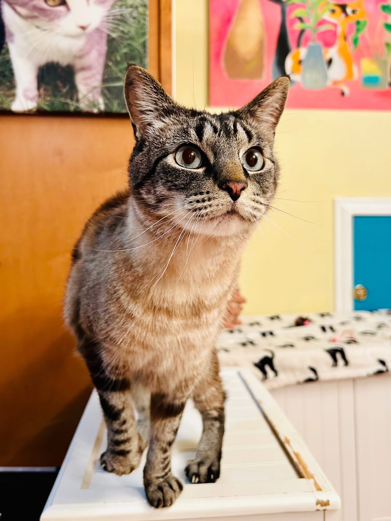 Cat exploring a vertical shelf in a Cats in the City playroom