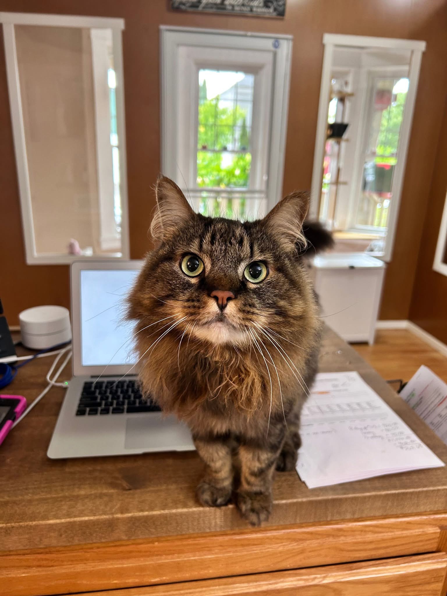 Cat facing forward at the Cats in the City front desk and looking toward the camera