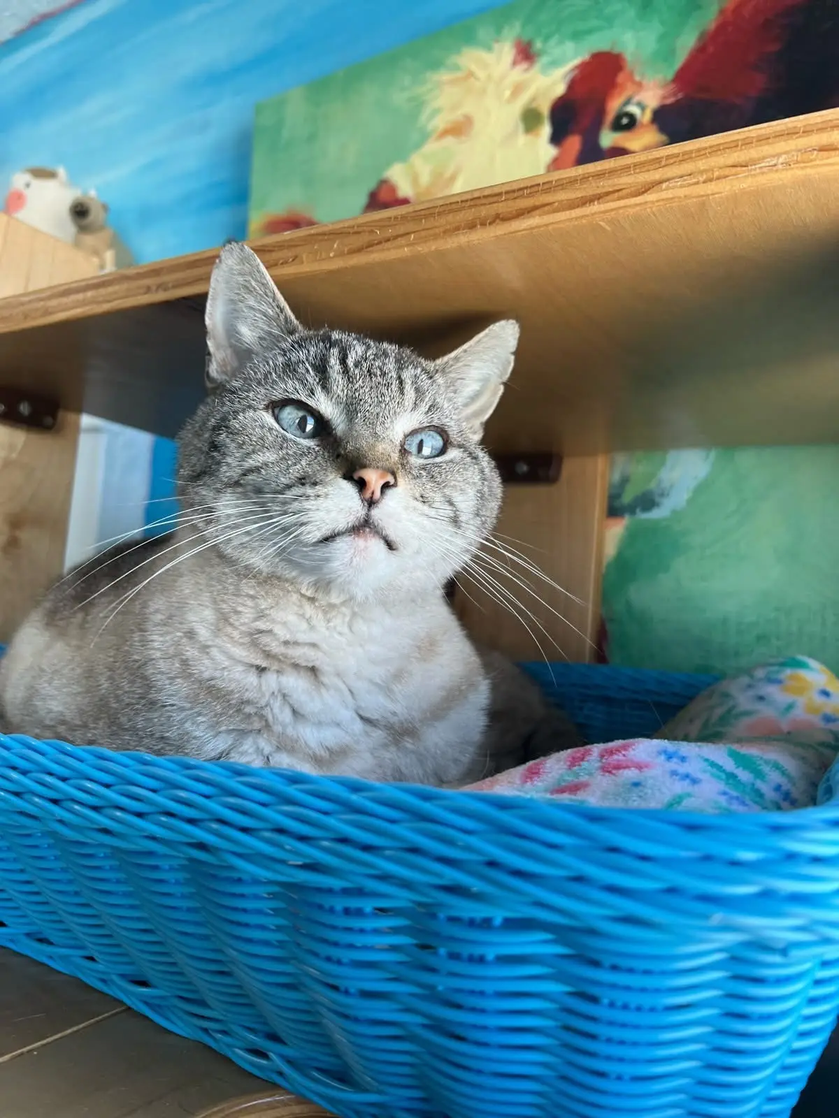 Gray cat resting in an accessible basket