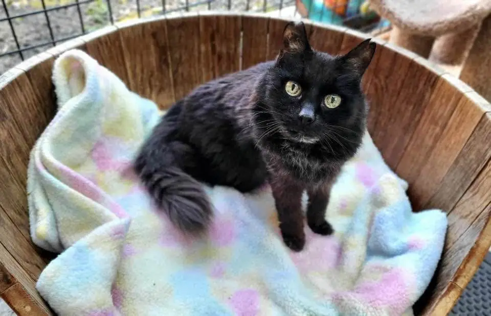 Black cat alert in a home environment