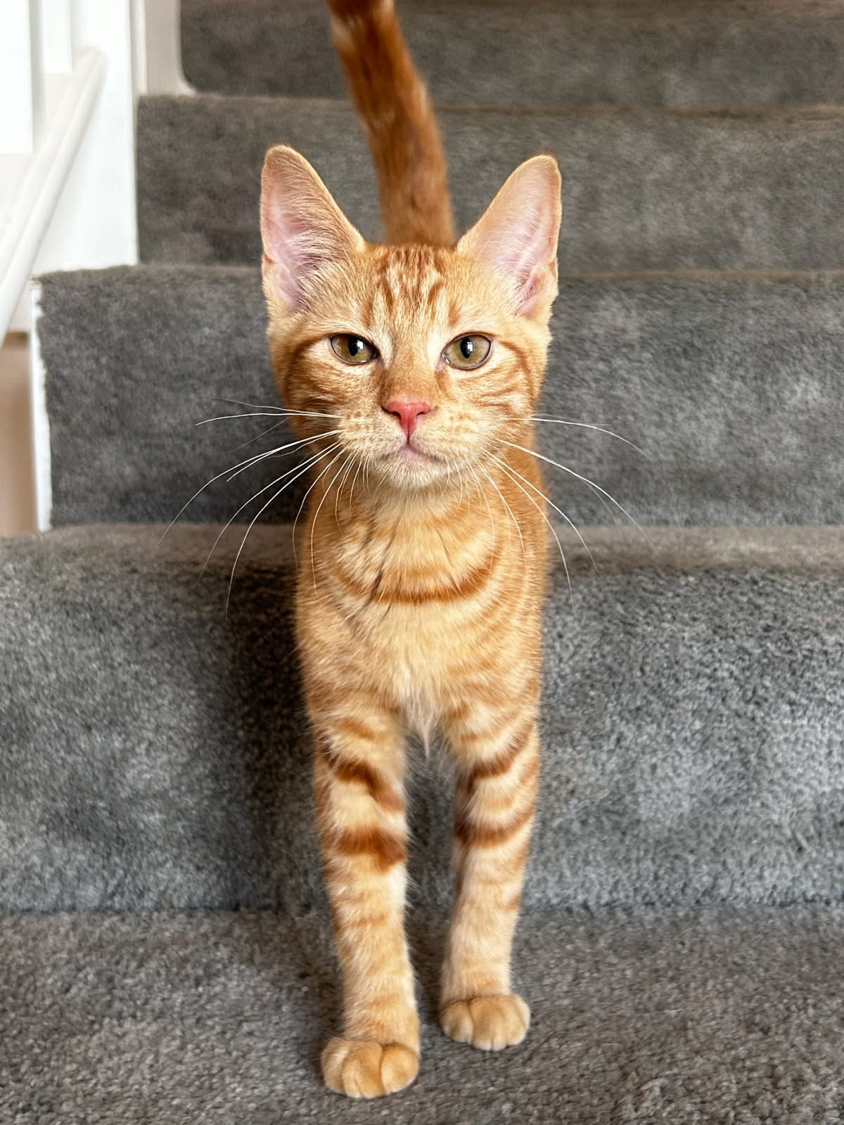 Orange tabby cat confidently climbing carpeted stairs at Cats in the City