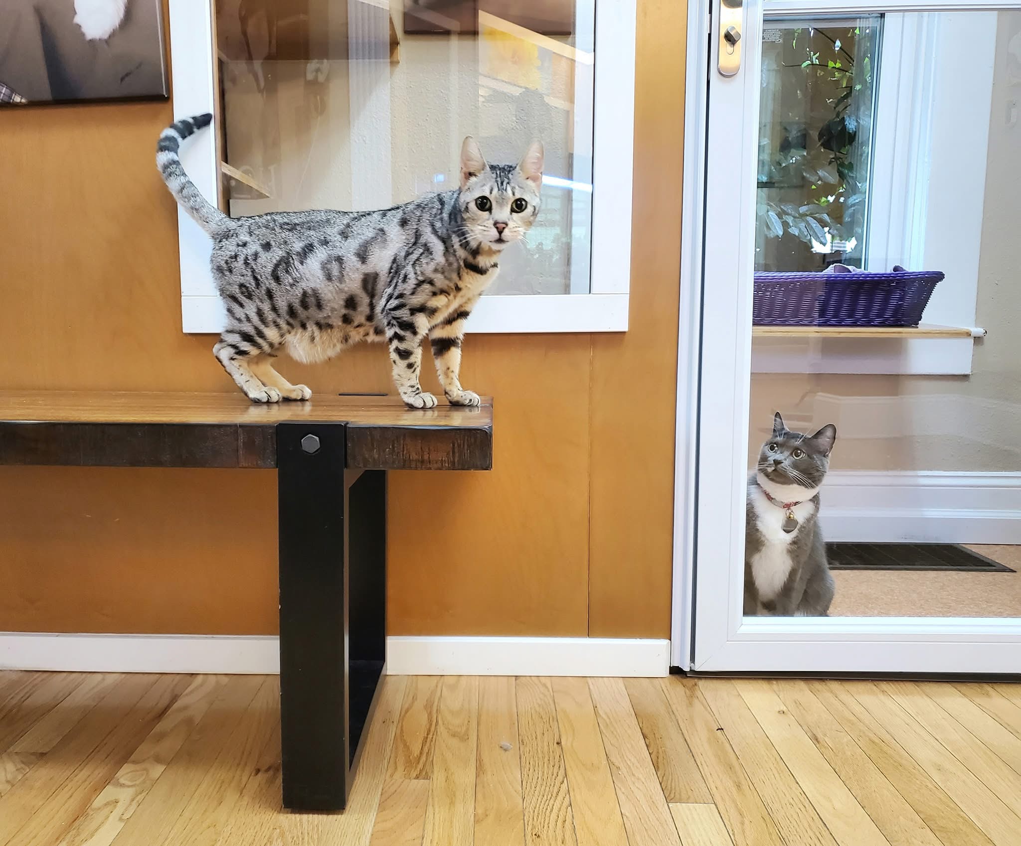 Two cats exploring a shared boarding space