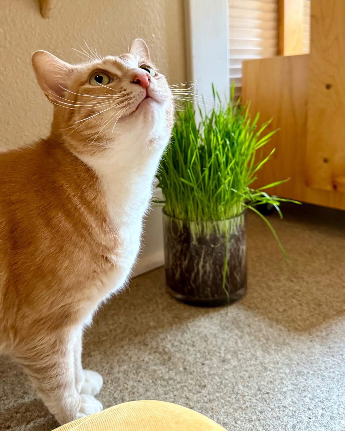 Orange tabby eating indoor cat-safe grass during boarding