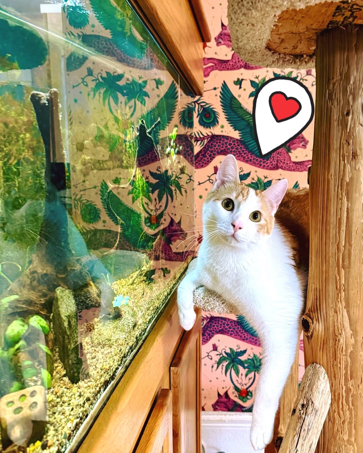 Cat lounging on cat tower in front of aquarium