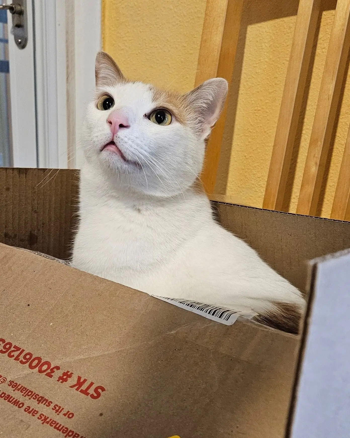 Orange and white cat inside a cardboard box at home