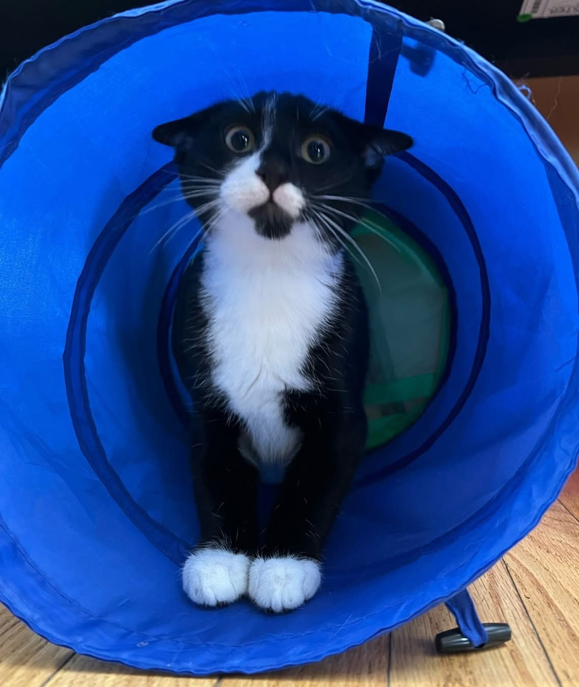 Kitten running through blue tunnel during boarding