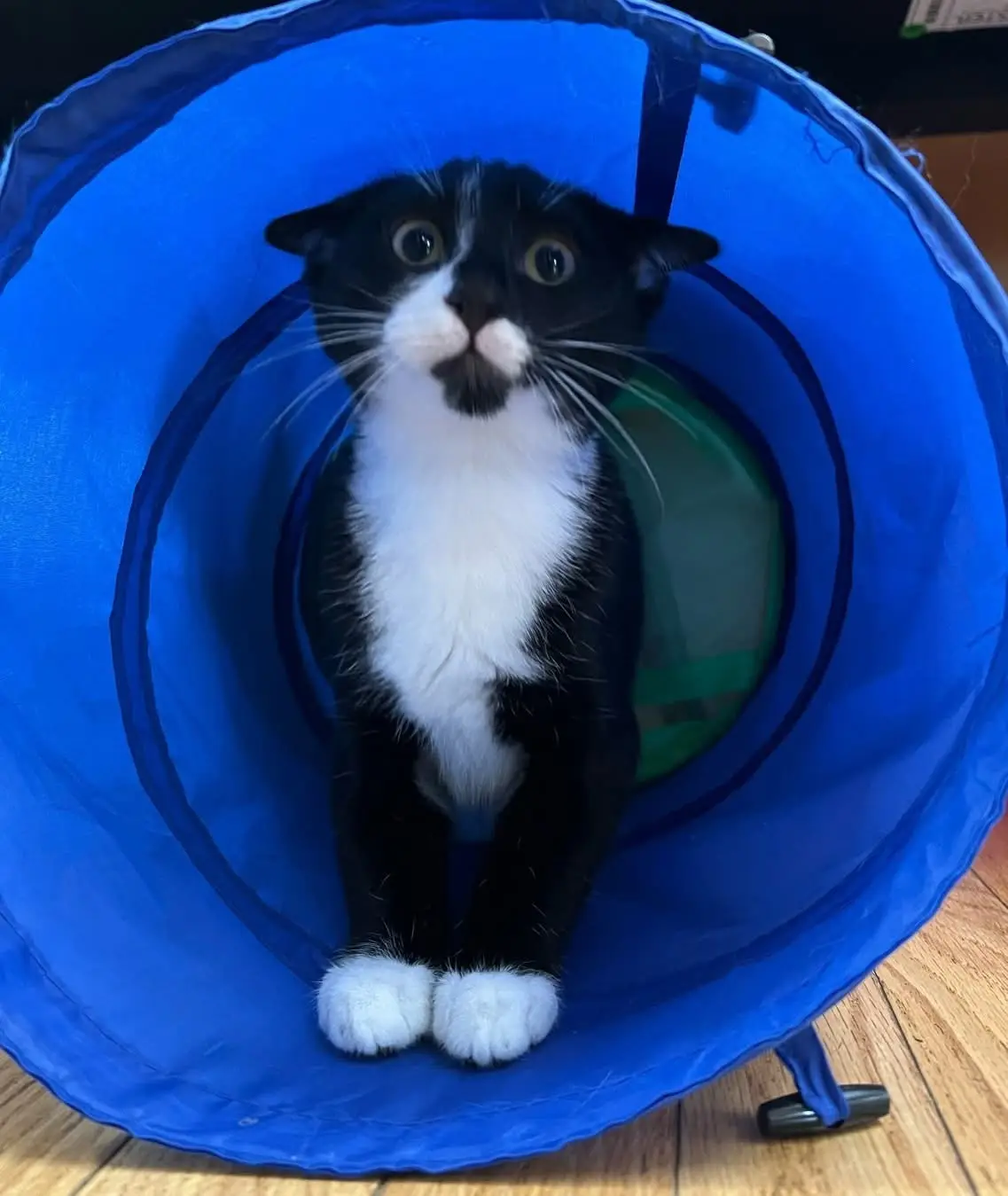 Black and white cat inside a play tunnel