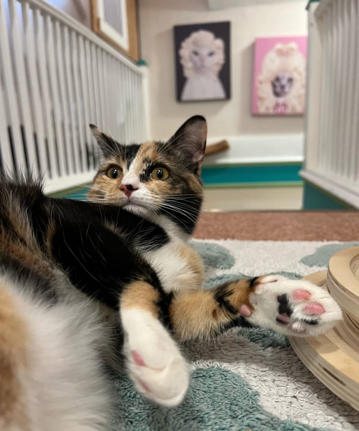 Curious playful cat at the top of stairs