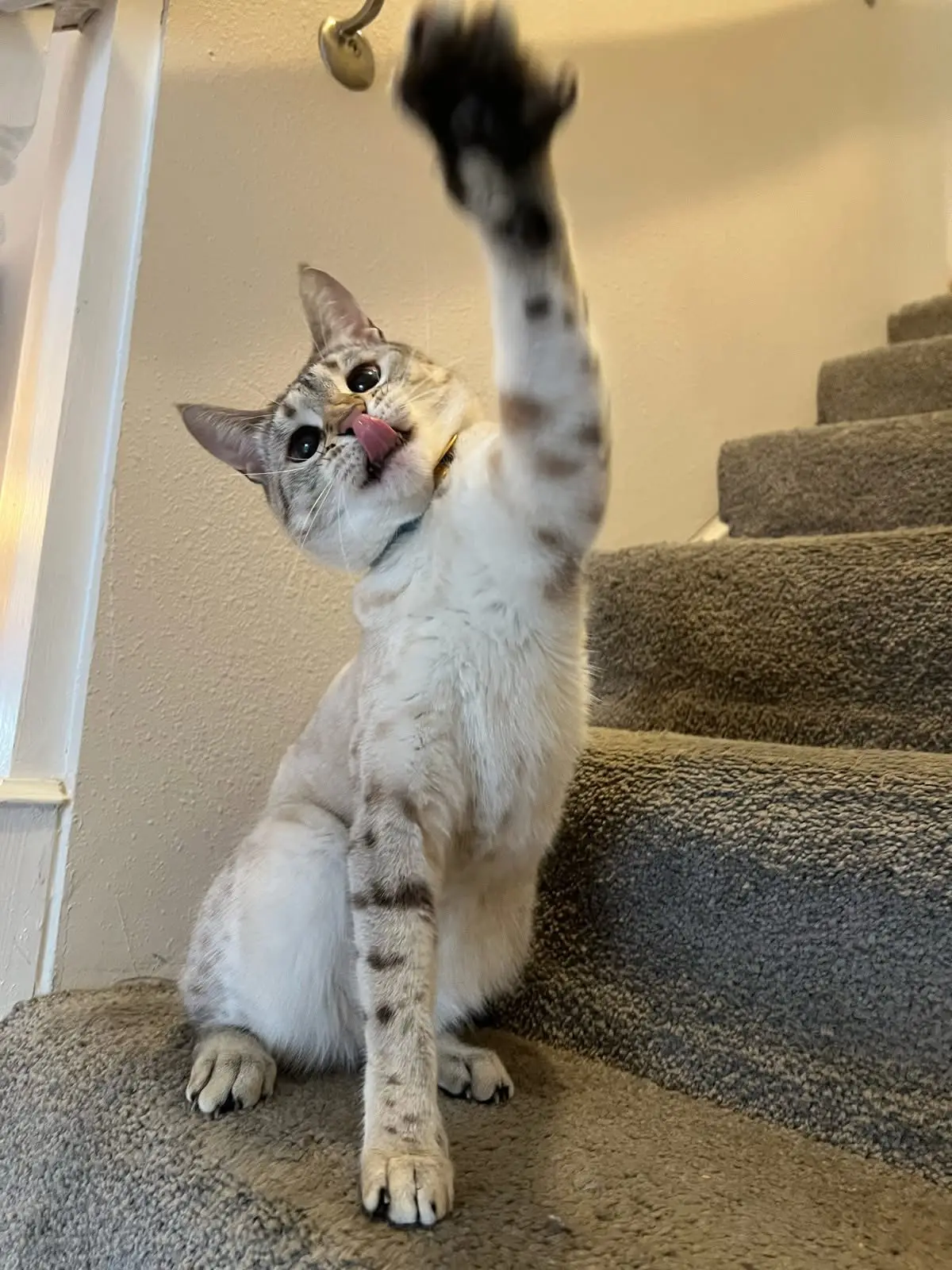 Playful young cat reaching on household stairs