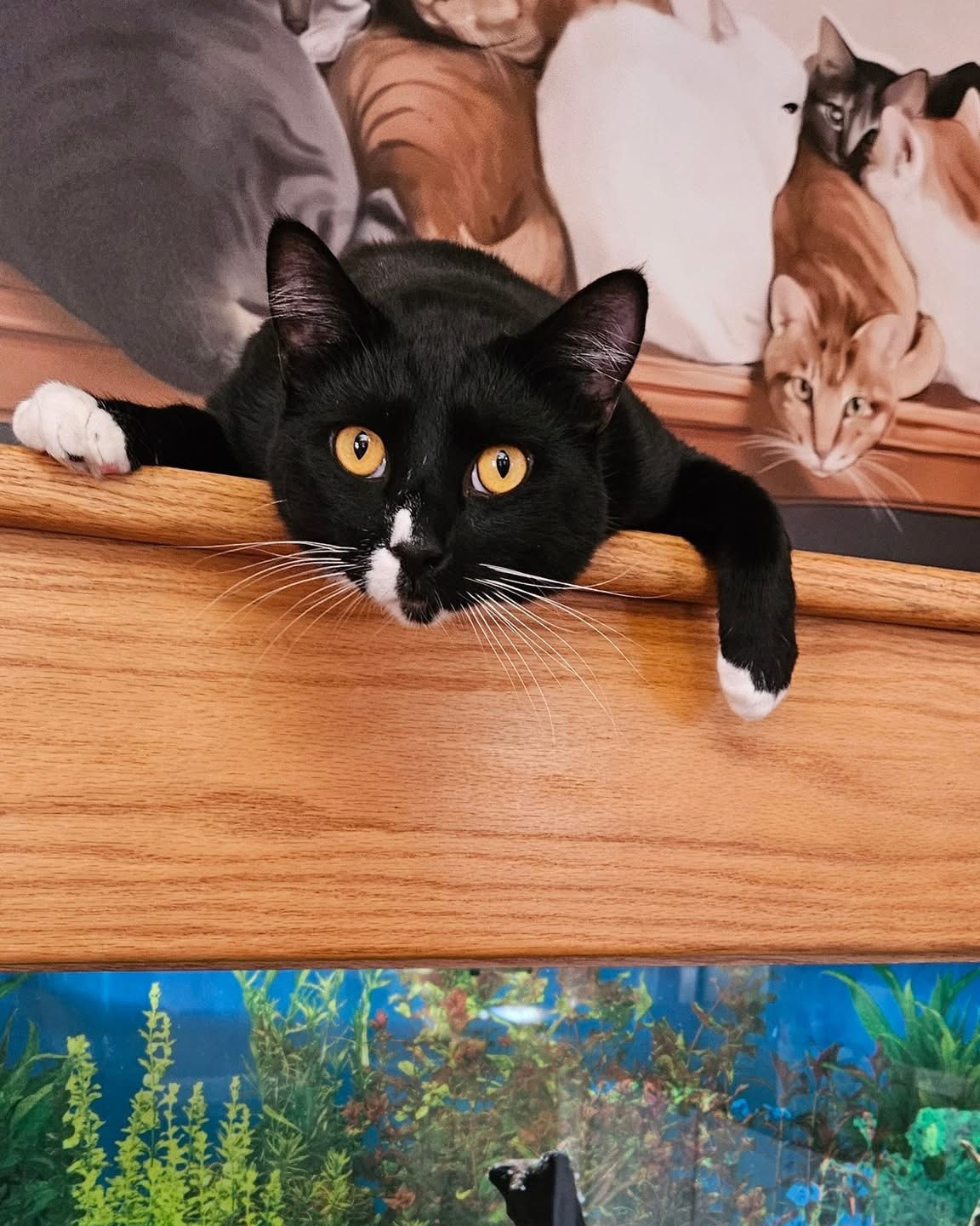 Cat lounging on an aquarium inside a boarding space