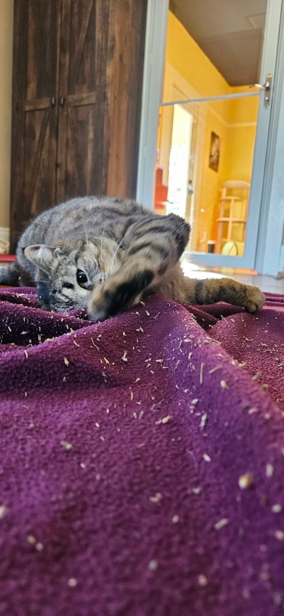 Cat playing with catnip and fabric during boarding