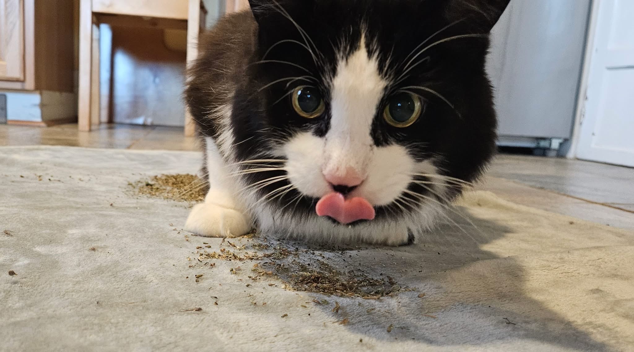 Cat eating catnip