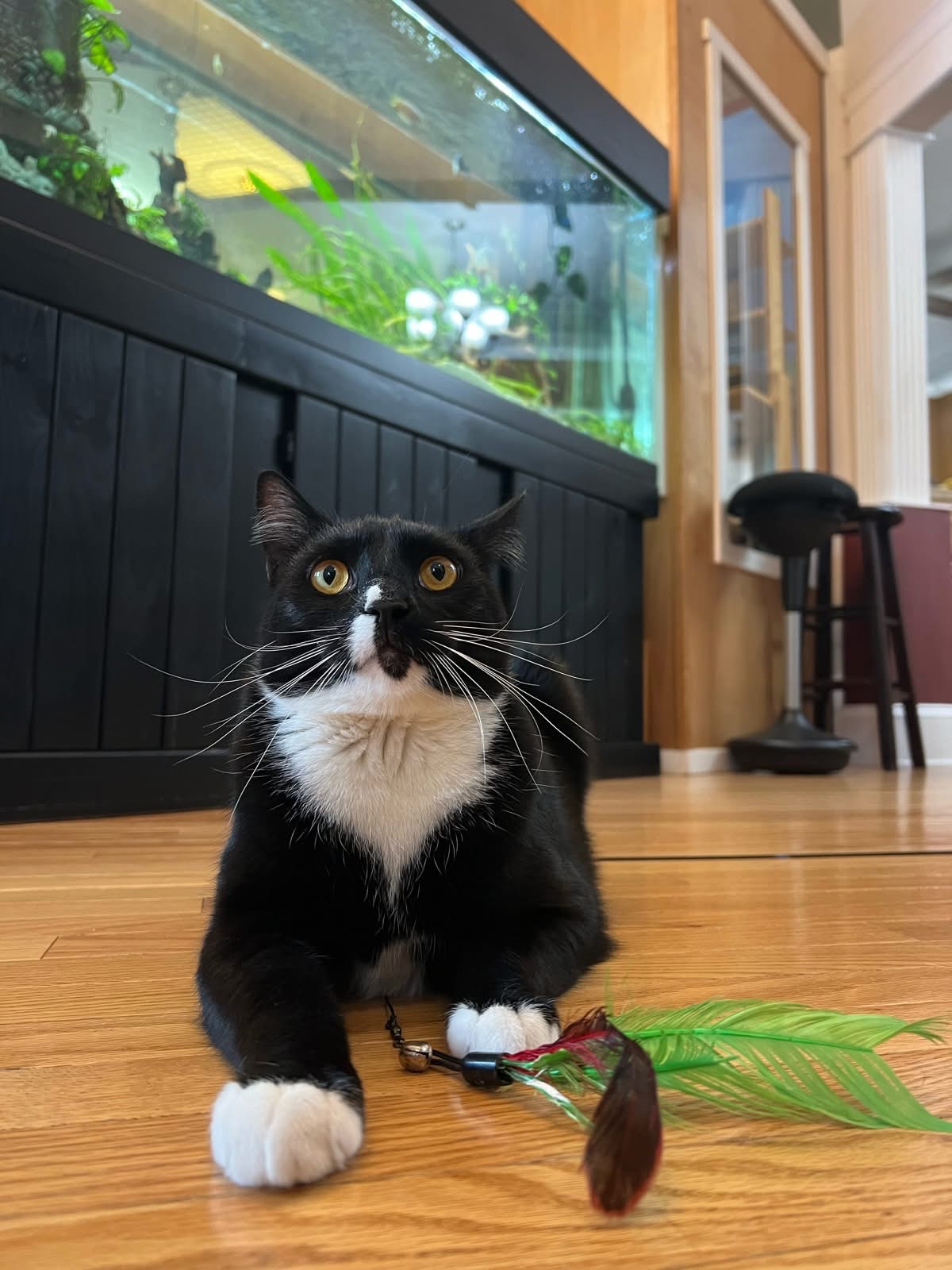 Cat playing with feather wand