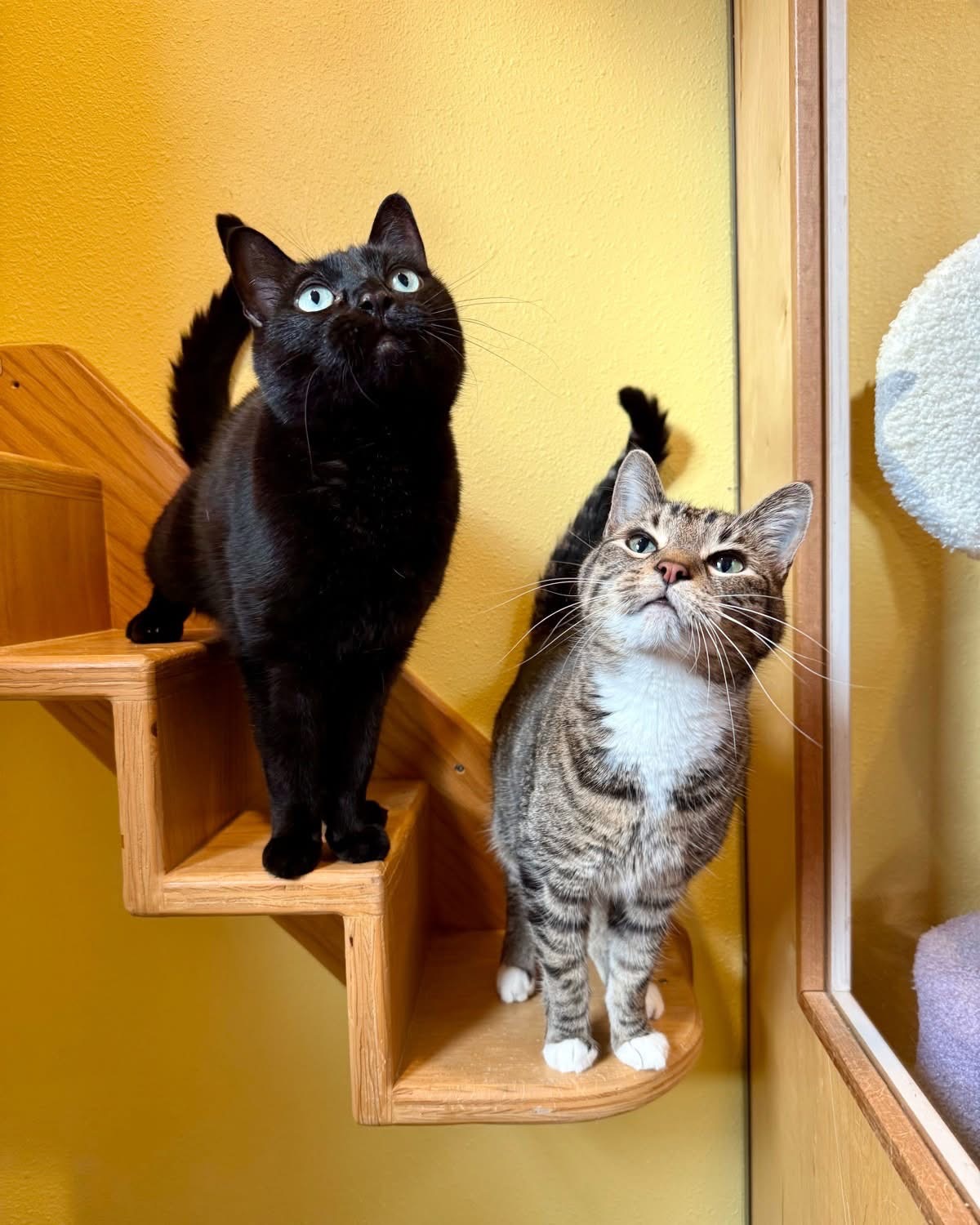 Two cats on wall stairs in a boarding space