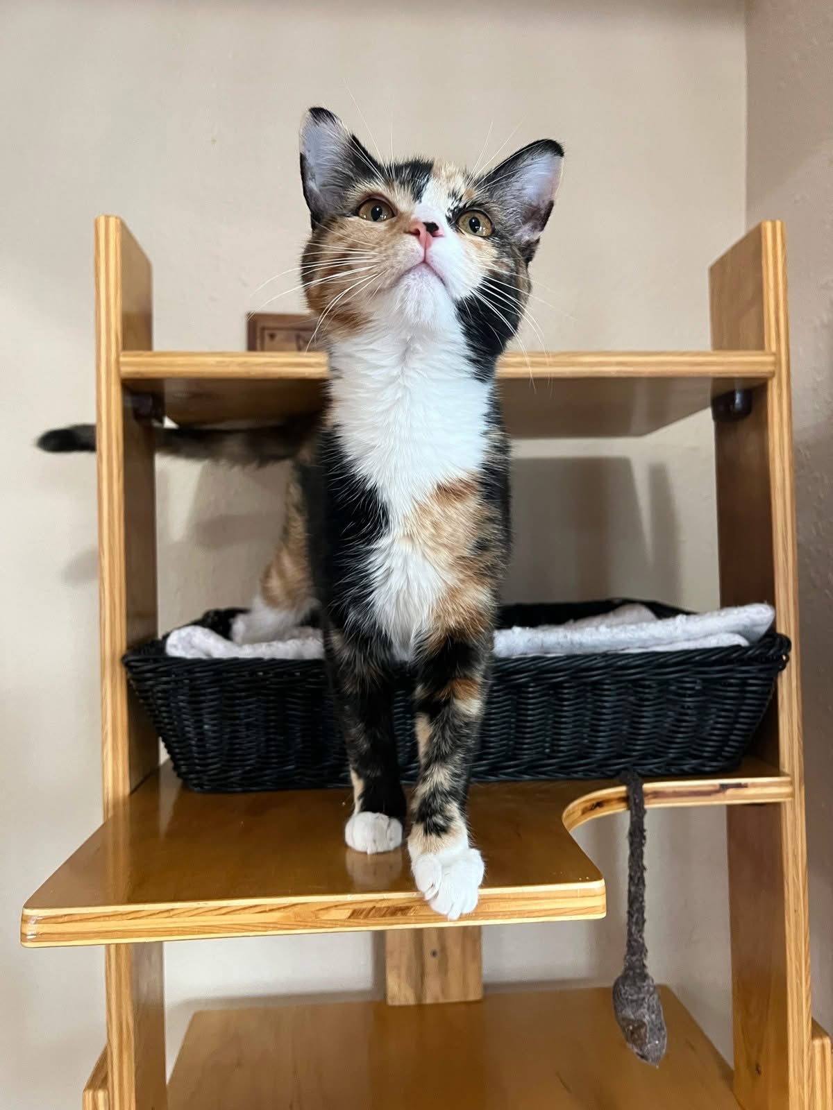 Cat on vertical tower in a boarding space