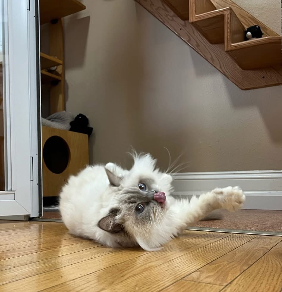 Cat boarding suite prepared for travel recovery