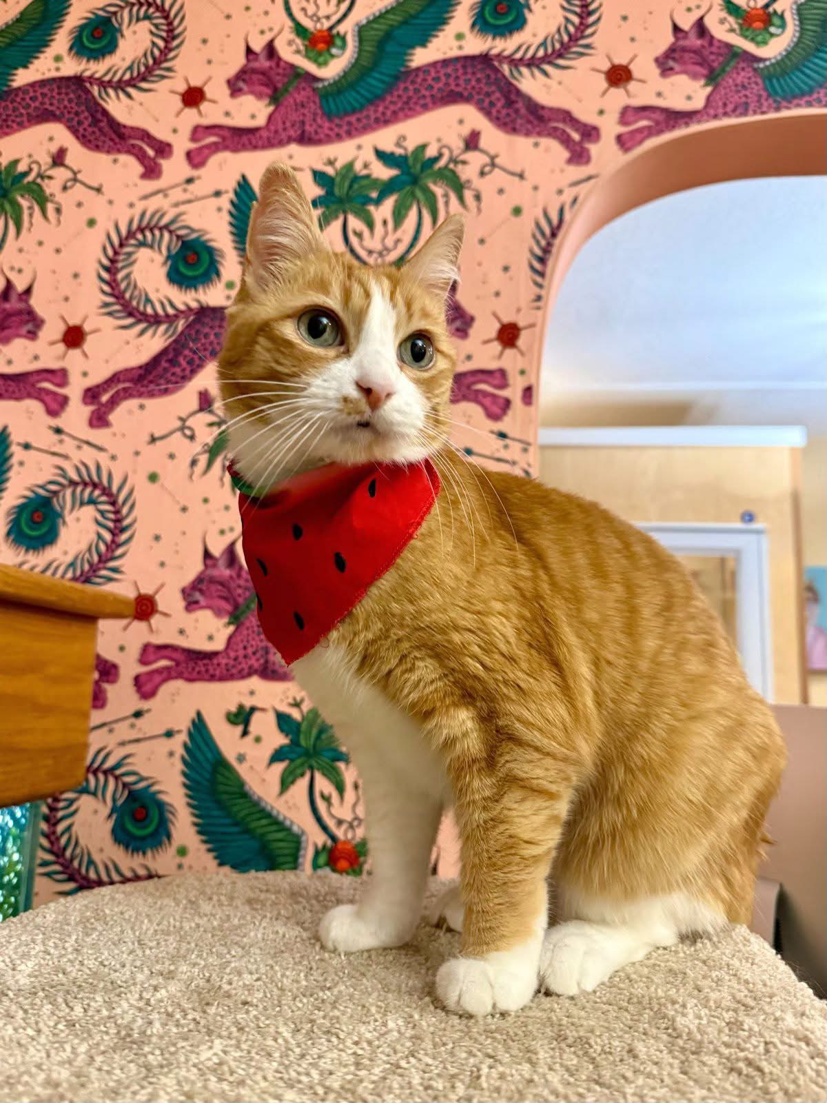 Cat on tower wearing a bandana during boarding
