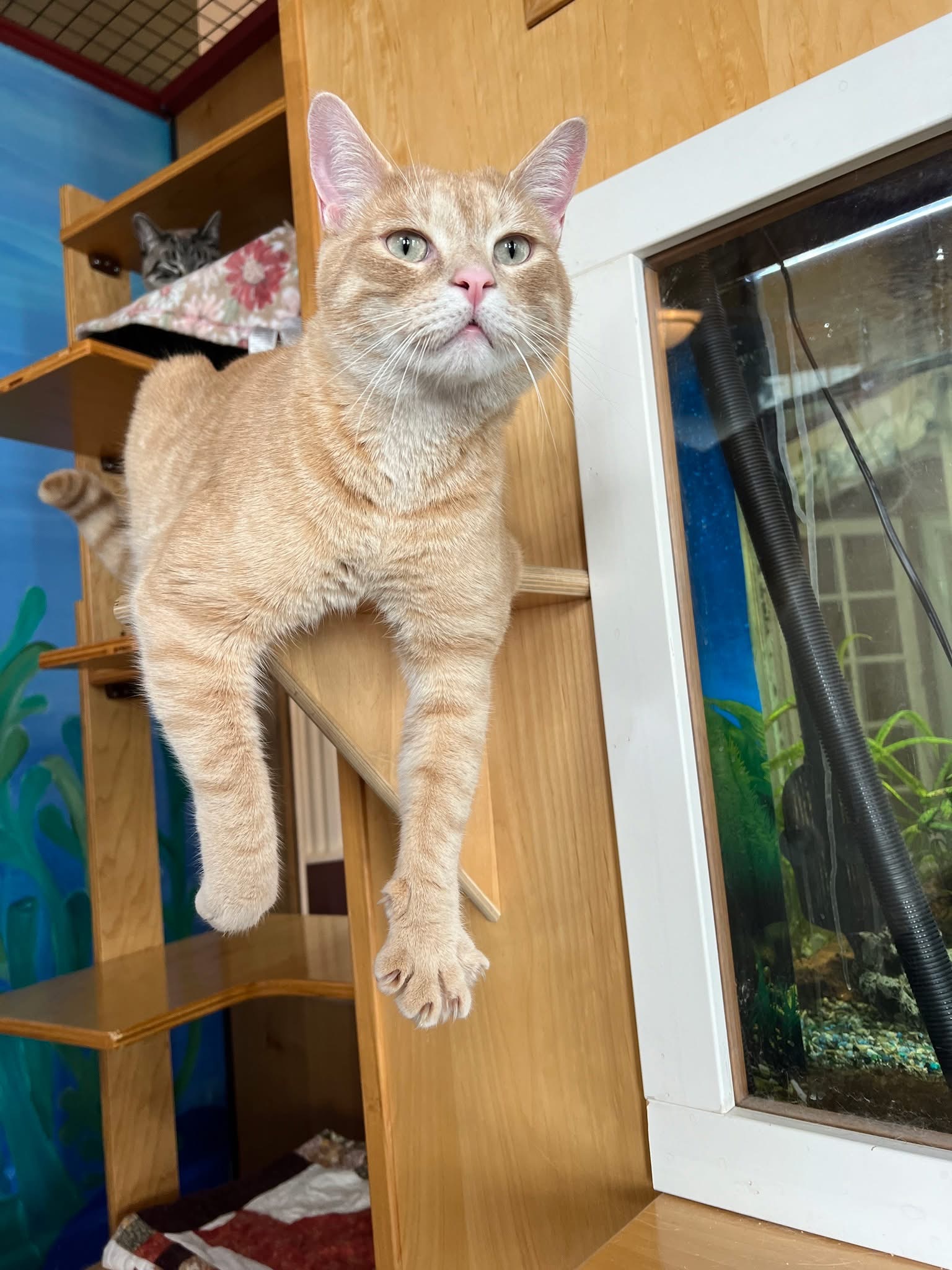 Cat on a vertical tower in a boarding space