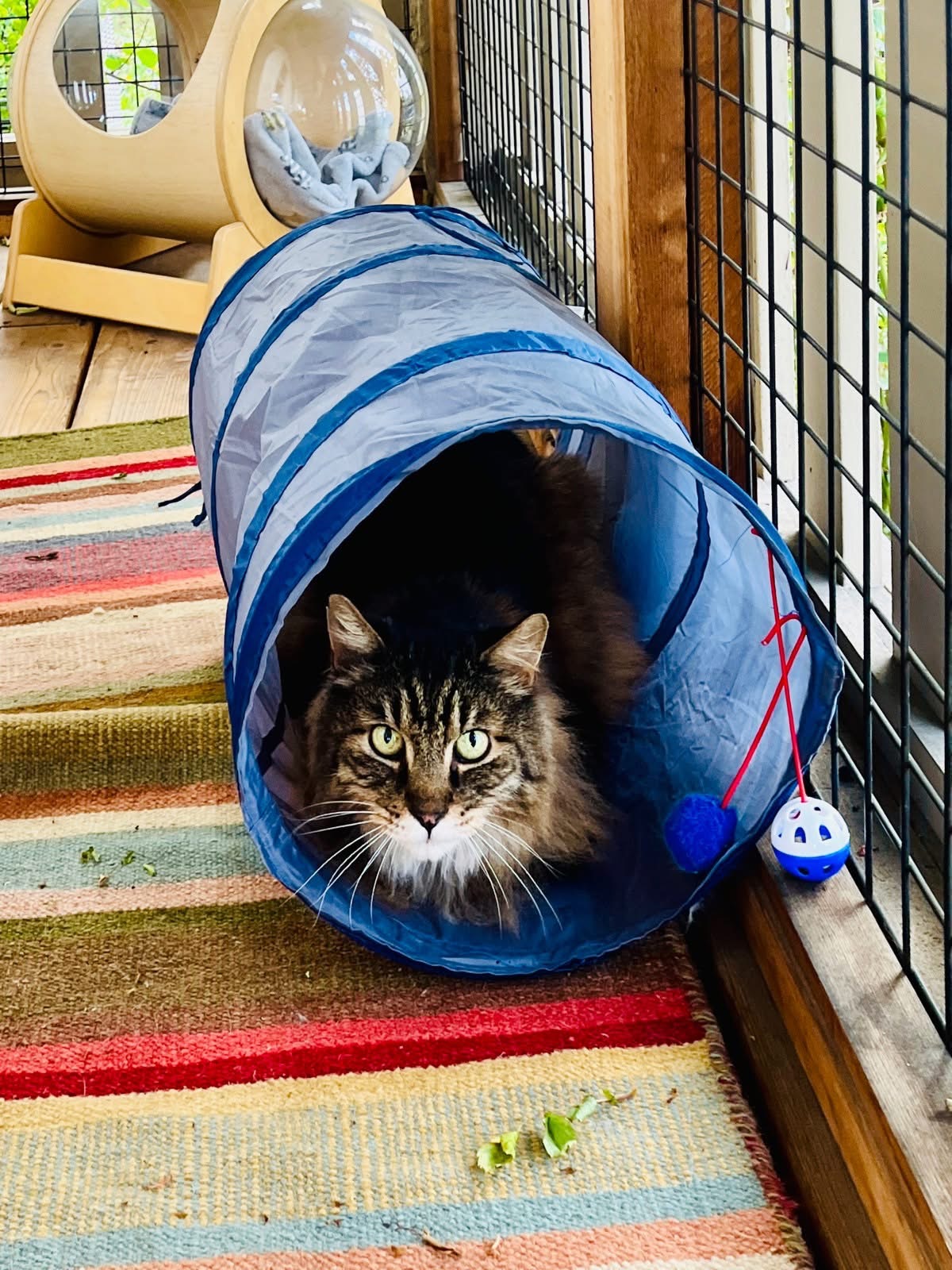 Cats in a tunnel on a secure catio