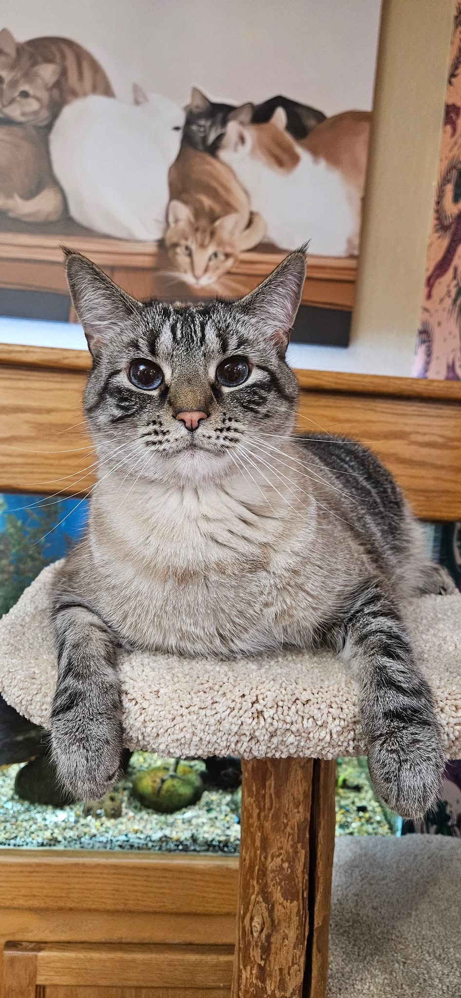 Cat on a tower during boarding at Cats in the City