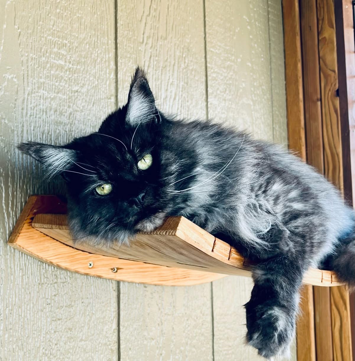 Cat using a vertical wall on the catio at Cats in the City