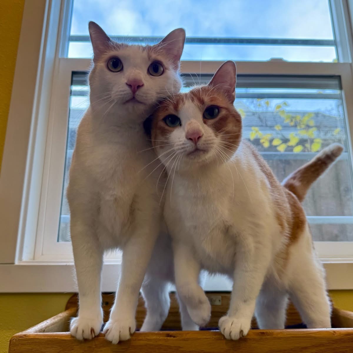Two bonded cats on a vertical wall during boarding