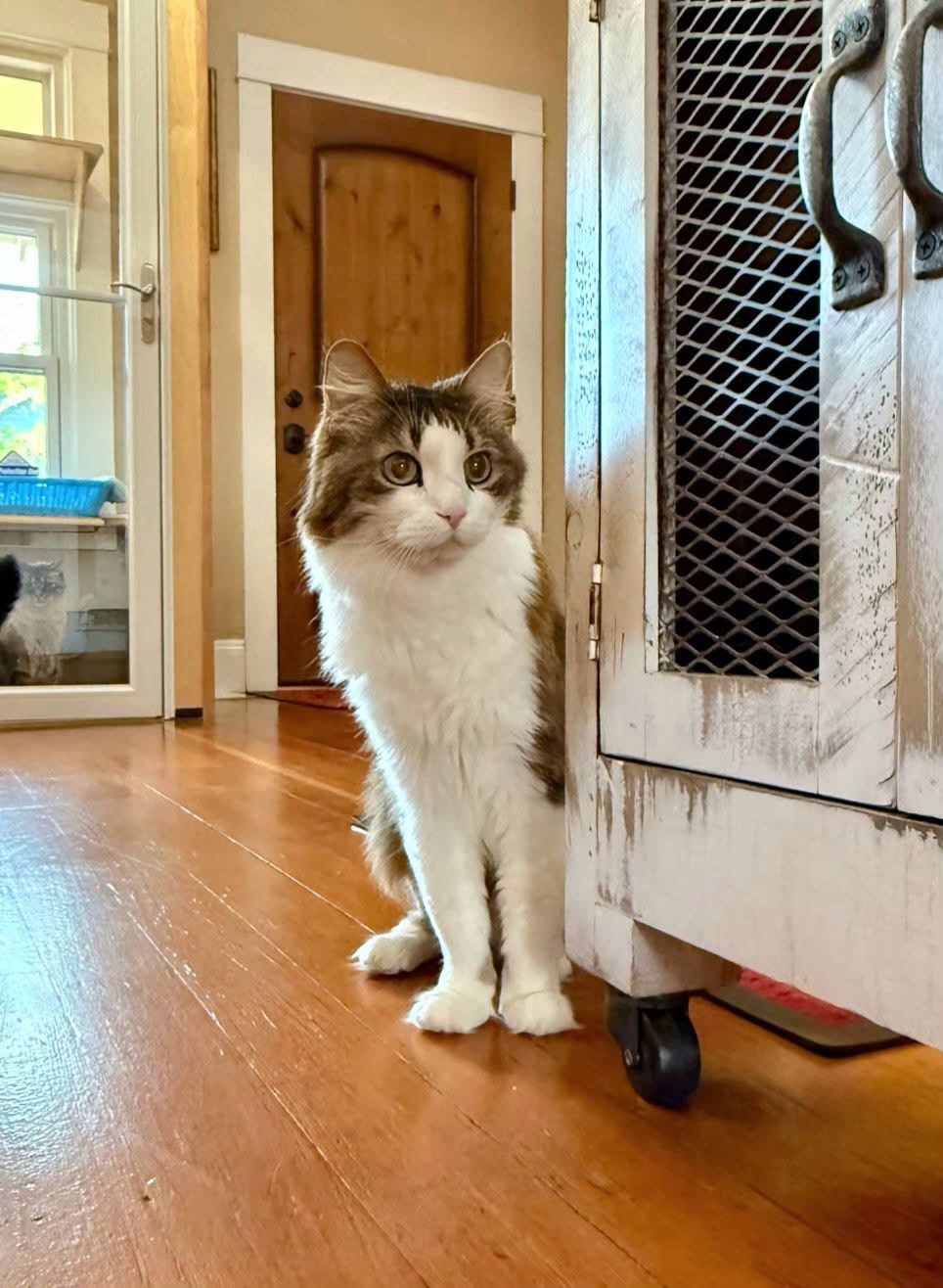 Cat peeking around the front desk at Cats in the City
